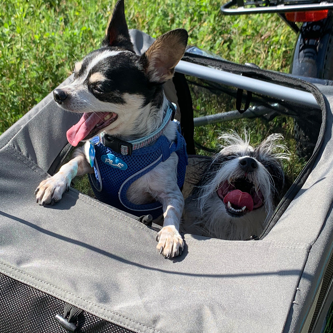 two dogs riding in an ebike trailer